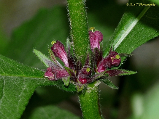 {Triosteum aurantiacum}